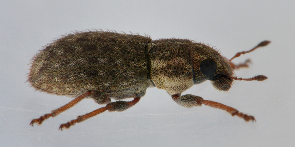 Curculionidae:   Sitona hispidulus